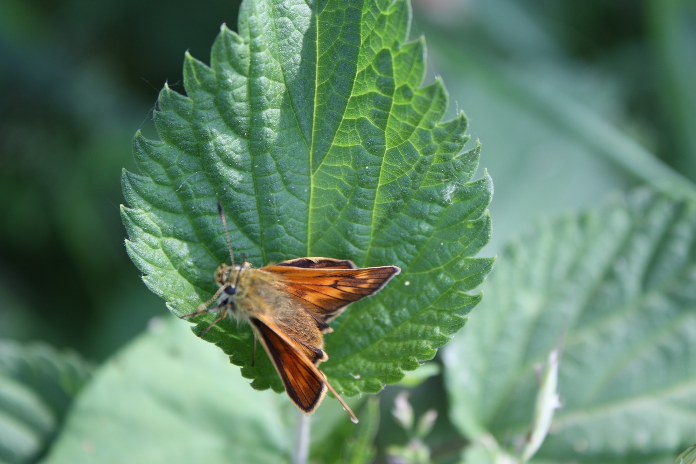 OCHLODES VENATUS ?